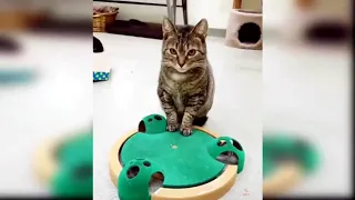 😂 Cute and Funny Cat Videos Compilation #3 😂😂