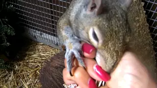 Pet Squirrel NEWTON asking  "Please"