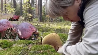 🍄ШОК ГРИБ с ВЕДРО/ЦЕЛОЕ ЕЛИ ДО НЕСЛА/ТАКИХ БЕЛЫХ Я ЕЩЕ НЕ ВИДЕЛА/ Вернемся в ТЕПЛО В прошлое и ЖДЕМ