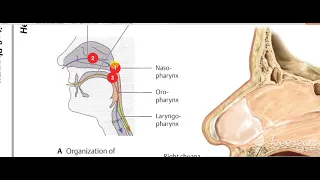 Nasopharynx Interior