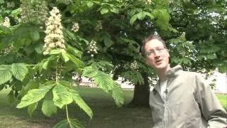 The Conker Tree (Horse Chestnut)