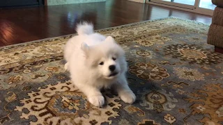 Samoyed puppy practicing her bark.
