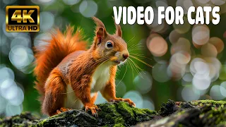 Cat TV for Cats to Watch 😺 Funny and Cute Birds and Squirrels 🐦🐿️ 1 Hours(4K HDR)