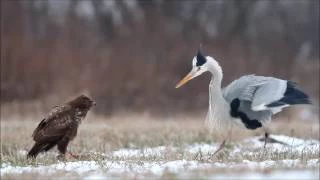 Grey heron fights common buzzard / czapla siwa i myszołów / Canon 400mm 5.6 , Canon 7D / bird fight