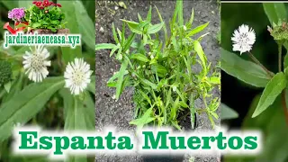 planta espanta muertos