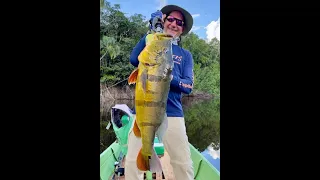 Big Beautiful Colombian Peacock Bass