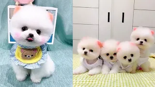 Tik Tok Chó Phốc Sóc Mini 😍 Funny and Cute Pomeranian #155