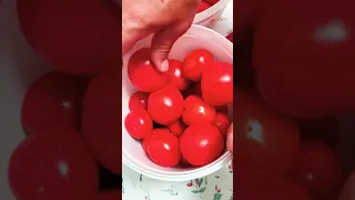 Бабушка так учила солить бочковые помидоры.