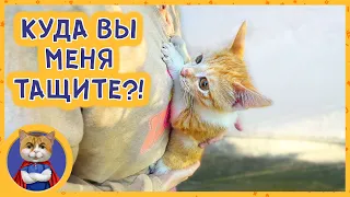 Маша сделала домик для всех питомцев. Рыжик и спасенный котенок гуляют в саду