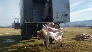 Mobile Farm Slaughter of a Lamb
