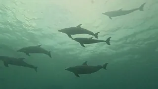 Big school of Dolphins, Aliwal shoal