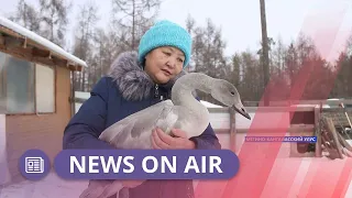 В Мегино-Кангаласском районе местная жительница выхаживает лебедя