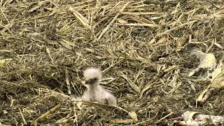 Decorah North Eagles Cam 05-22-2018 13:57:21 - 14:57:22