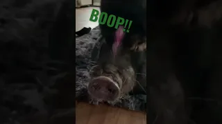 Pot Belly Pig gets Booped 🐷❤️