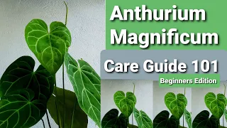 Anthurium Magnificum Care Guide 101 for  Beginners