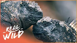 Why Are The Galapagos Iguanas Disappearing? | Vanishing Dragons | Real Wild