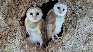 Adorable Barn Owl Pair Bring Up Their Chicks | Full Story | Gylfie & Finn | Robert E Fuller