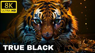 True Black 4K HDR 120FPS || 8k HDR True Black Dolby Vision || 8k Relaxation Footage ||