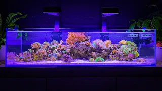 Adding New Fish and Installing Lighting: Shallow Reef Tank Update