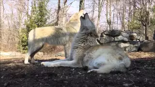 Wolf Duet