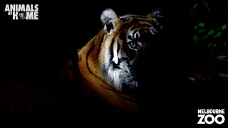 Happy World Tiger Day!