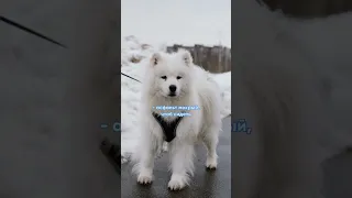 На меня напал Самоед! Фотосессия для собаки, которая любит Пиццу 💛