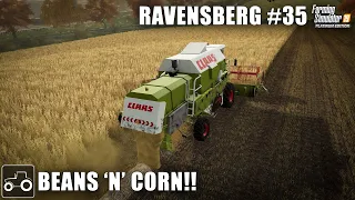 Harvesting Soybeans & Corn - Ravensberg #35 Farming Simulator 19 Timelapse