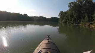 Great Blue Heron Sounds Less Majestic Than It Looks.