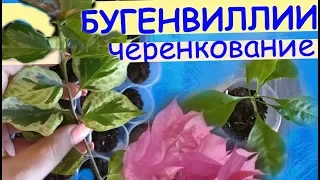 Бугенвиллии: укоренение черенков в грунте.