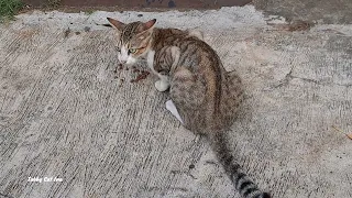 very greedy tuxedo tabby cat