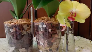 Орхидея Тридцатьвосьмая Не растёт в Пеностекле | Пересадка в Закрытую Систему