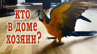 The talking macaw parrot protects its owner like a dog. Jokes with parrots.