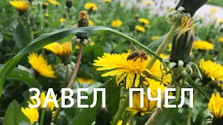 КУПИЛ ПЧЁЛ | ПЕРЕСАДКА ПЧЕЛОПАКЕТОВ | МОИ ОШИБКИ