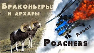 Архары. Катастрофа вертолёта во время браконьерской охоты. Алтайский горный баран. Аргали.