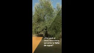 ¿Por qué el Olivo Reacciona así ante la Falta de Agua?