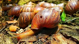 HUNTING SNAIL| COLORFUL SNAIL HUNTING ~[Snail Snail Snails & Hermit crabs]