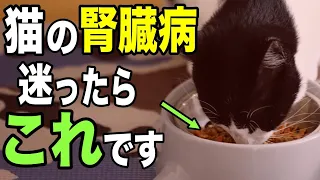 迷ったらこれ！猫の腎臓病用療法食10選を獣医師が解説します！