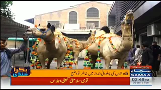 World Record Camel Own By Farrukh Ejaz From Gujranwala 1417 kg