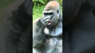 A Silverback Gorilla enjoying the green pepper tossed to him.