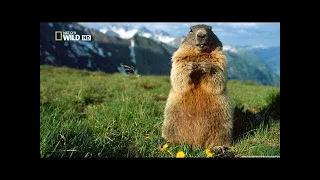 National Geographic Wild - Wildest Europe Forests & Woodlands - BBC Documentary History