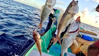 Plenty of Rosy Snappers Caught on Hand Line Fishing