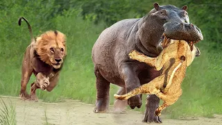 Lions Attacks Hippo To Rescue Teammates From Giant Mouth- The Fierce Battle Between Hippo Vs Lions