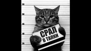 КОТЫ 2019 ПРИКОЛЫ С КОТАМИ Смешные кошки и коты Funny Cats 2019