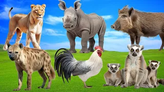 Amazing Sounds of Familiar Animals: Lemur, Hyena, Lioness, Rooster, Boar, Rhino | Animal Paradise