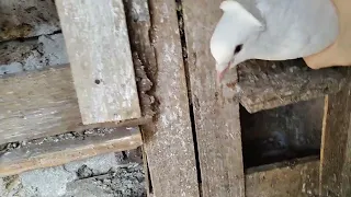 Молодой бакинский голубь.Чужак|Прибился чужой голубь
