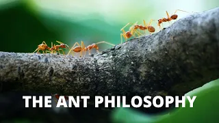 The Ant Philosophy by Jim Rohn