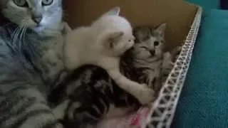 Funny Cats, Cute Kittens, Cute Cats (TRY NOT TO LAUGH) – Auri, Vin & 2-Euro – No.44