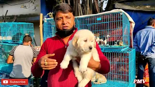 Super Quality Golden Retriever At Galiff Street Pet Market | Kolkata Dog Saler | Dog Price Kolkata