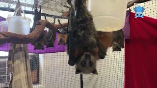 Rescuing a juvenile flying-fox stuck on a balcony:  this is Maccas