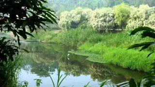 2016竹山街尾溪 垂枝女貞精華